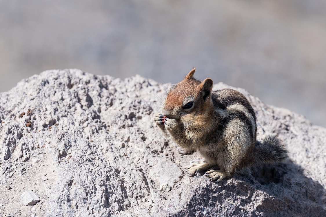 Chipmunk