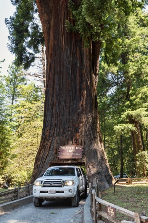 Drive Thru Tree