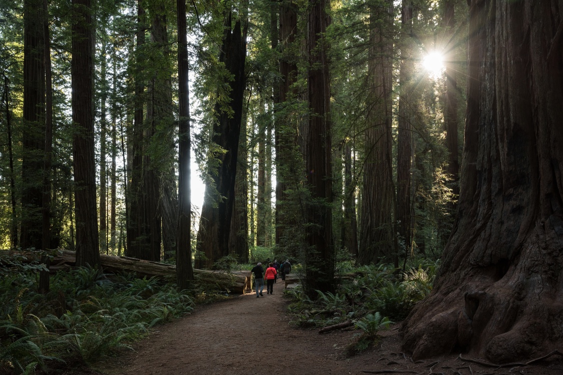 SP Jedediah Smith Redwoods