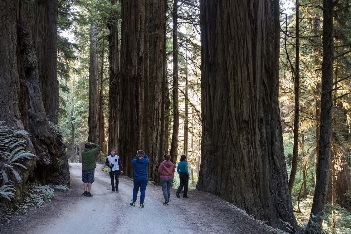 SP Jedediah Smith Redwoods