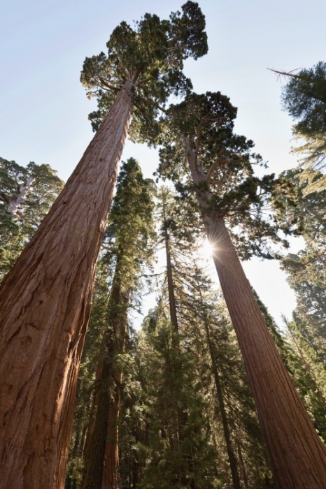 NP Kings Canyon a NP Sequoia