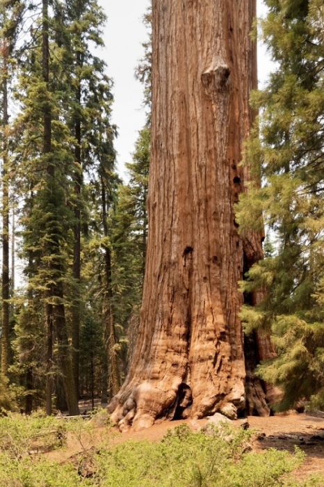 NP Kings Canyon a NP Sequoia