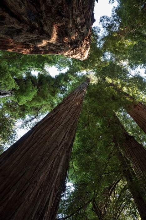 SP Jedediah Smith Redwoods